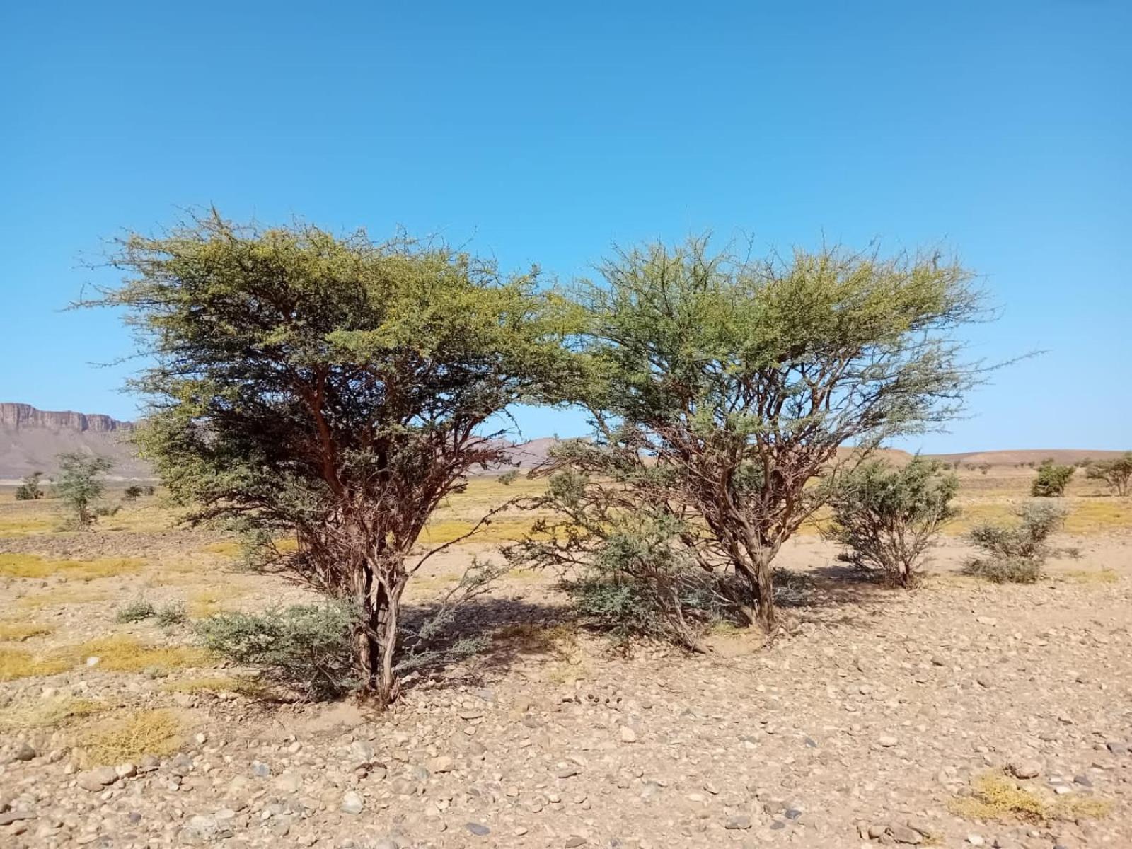 Bivouac Cote-Iriki Foum Zguid Exterior foto